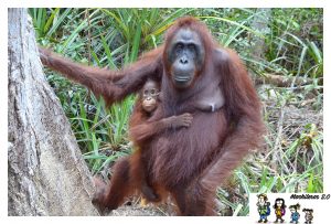 Lee más sobre el artículo Orangutanes en el Parque Nacional Tanjung Puting