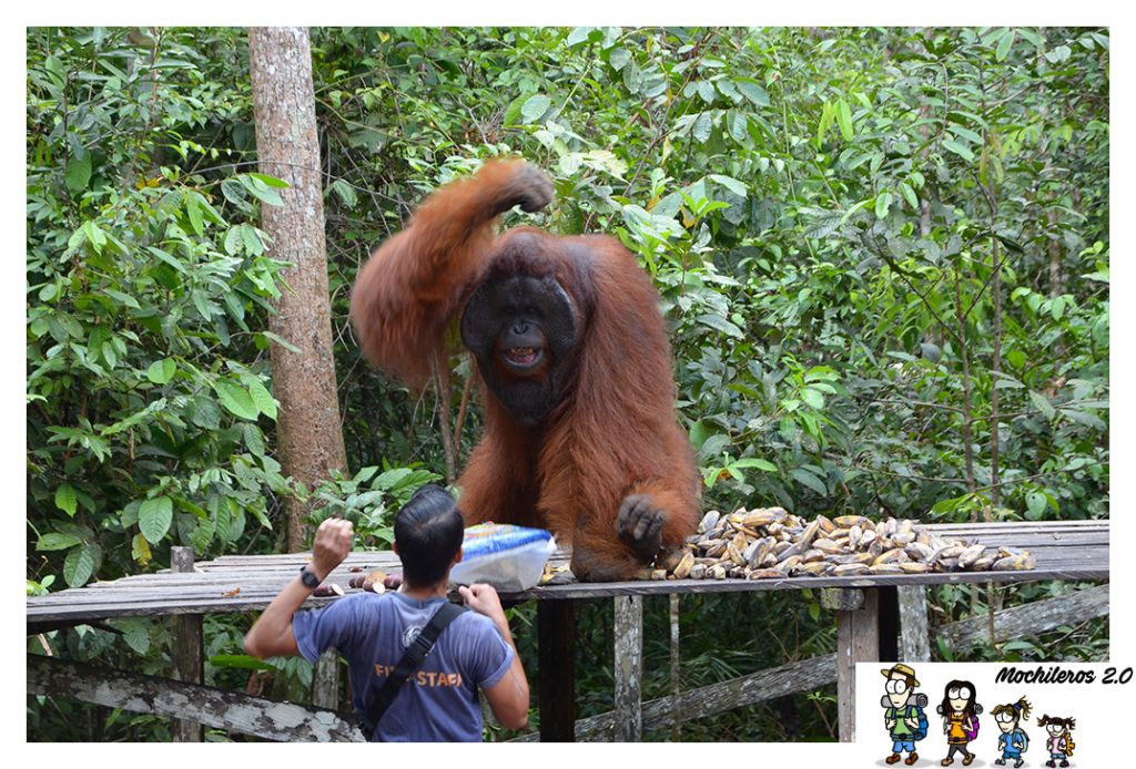 orangutan borneo cabreado