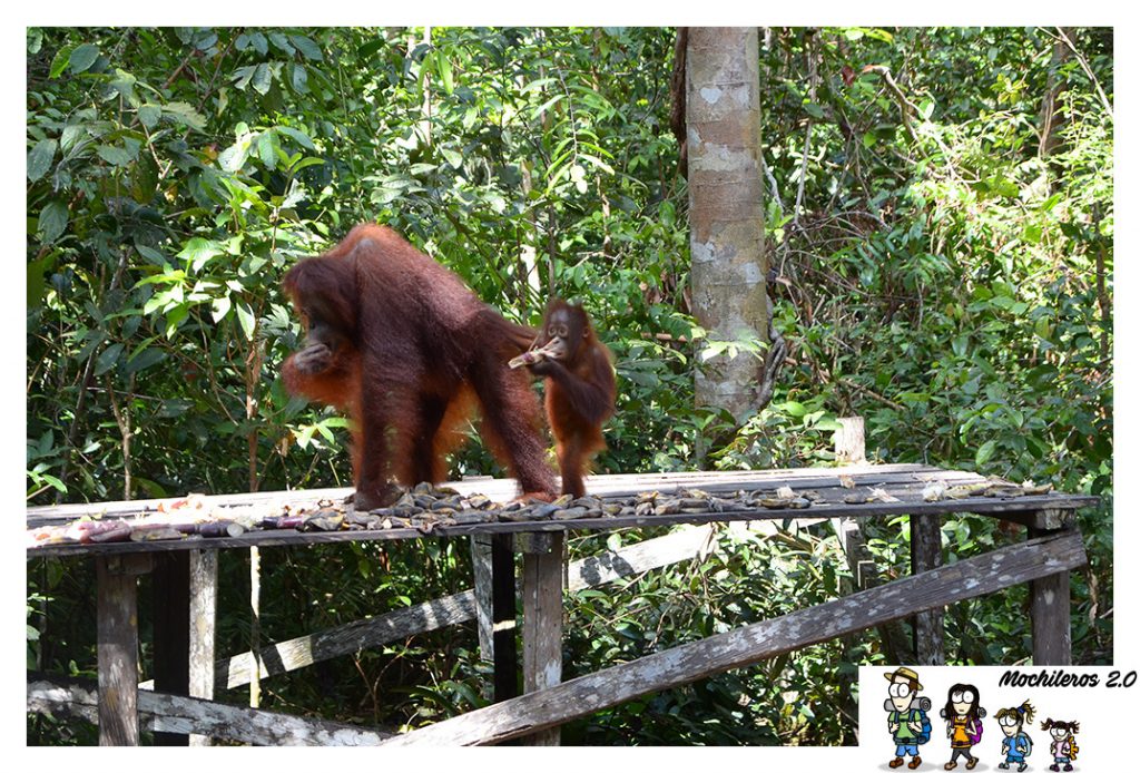 orangutan cria comiendo
