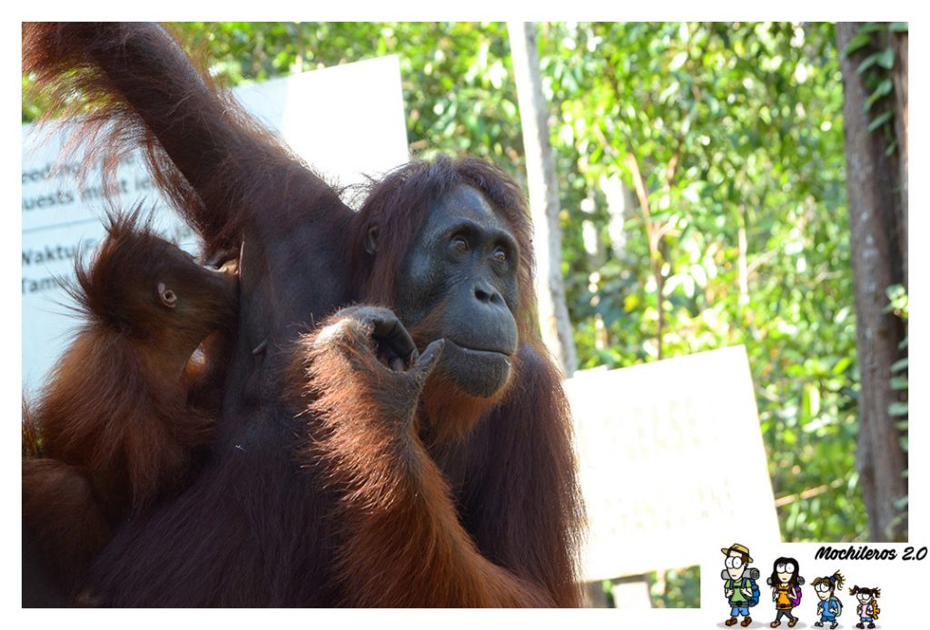 orangutan hembra
