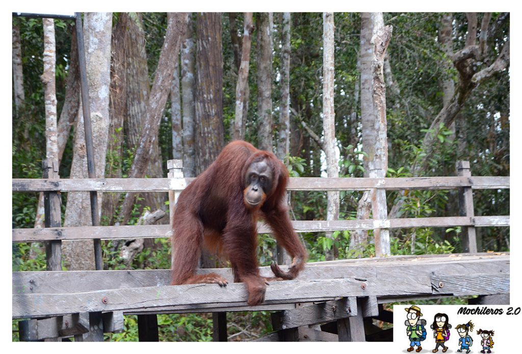orangutan persie indonesia