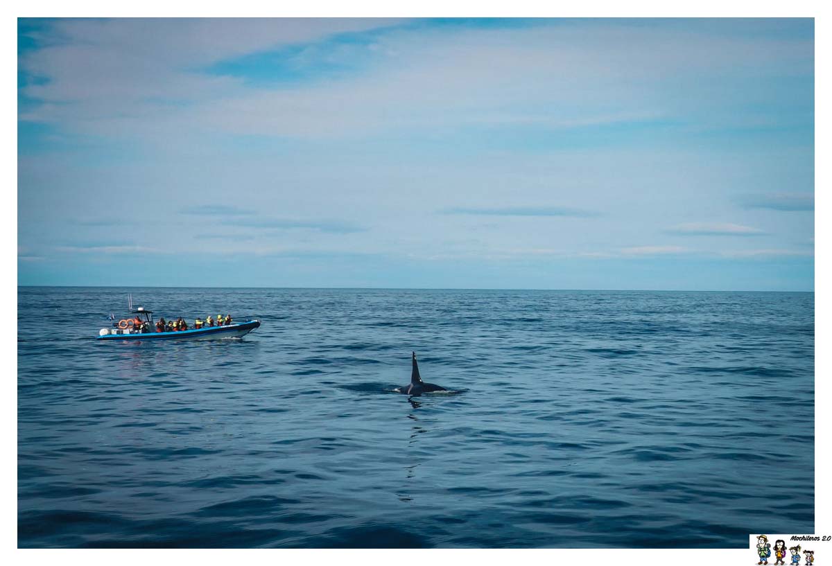 Orca en la bahía de Húsavik