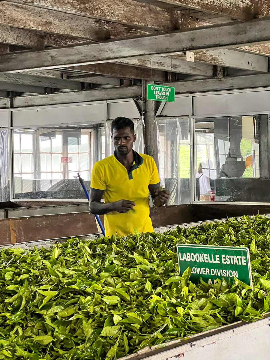 Explicación del proceso de producción del té de Ceylan