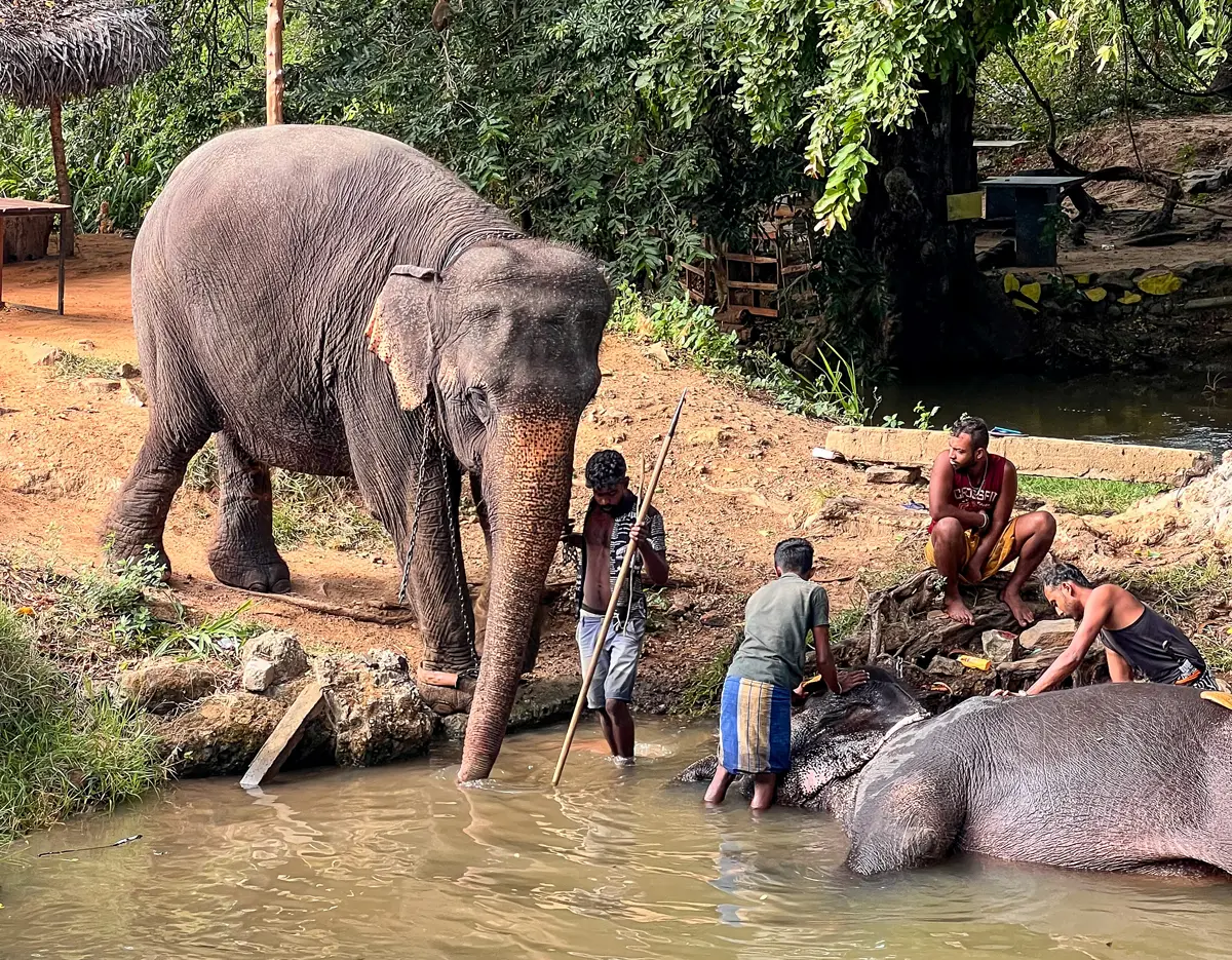 Elefante encadenado en Sri Lanka
