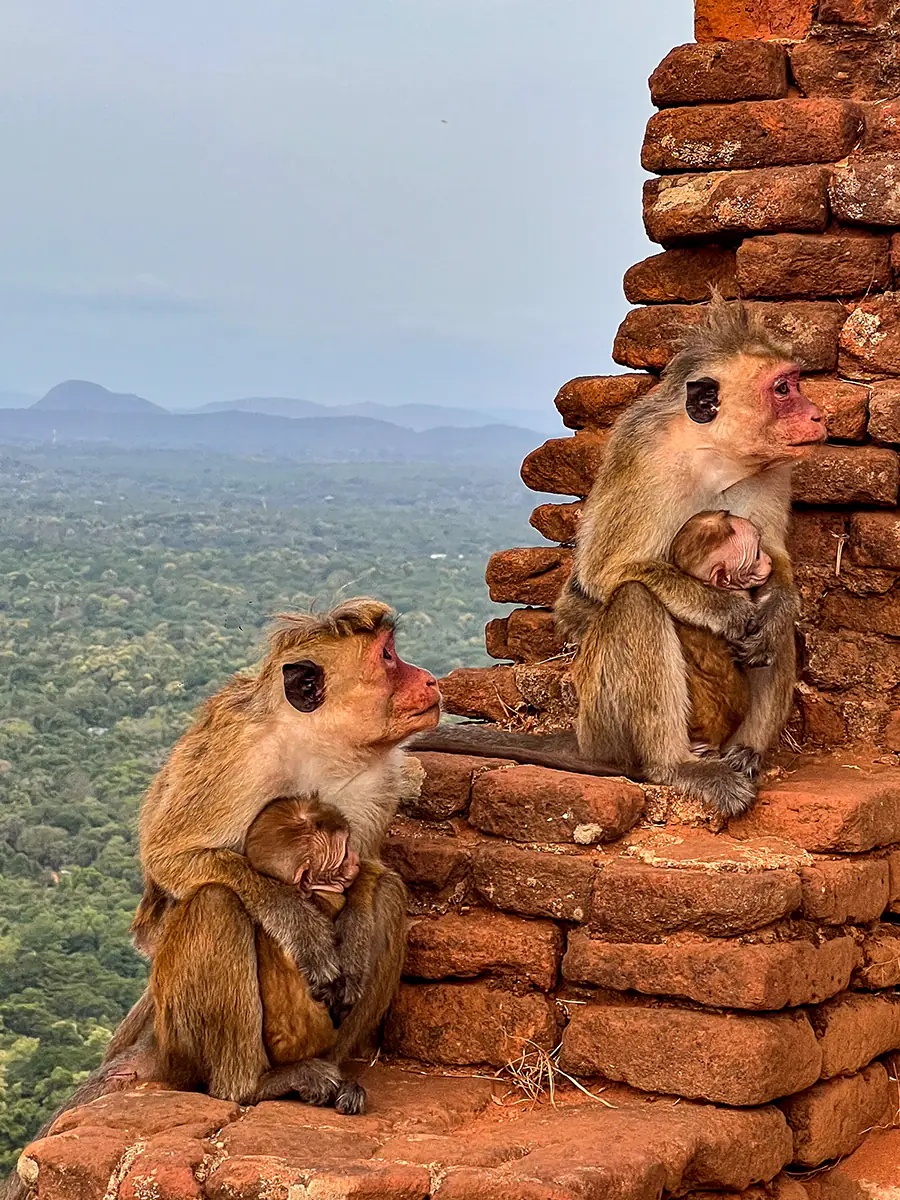 Monos en Lion Rock, Sigiriya, Sri Lanka