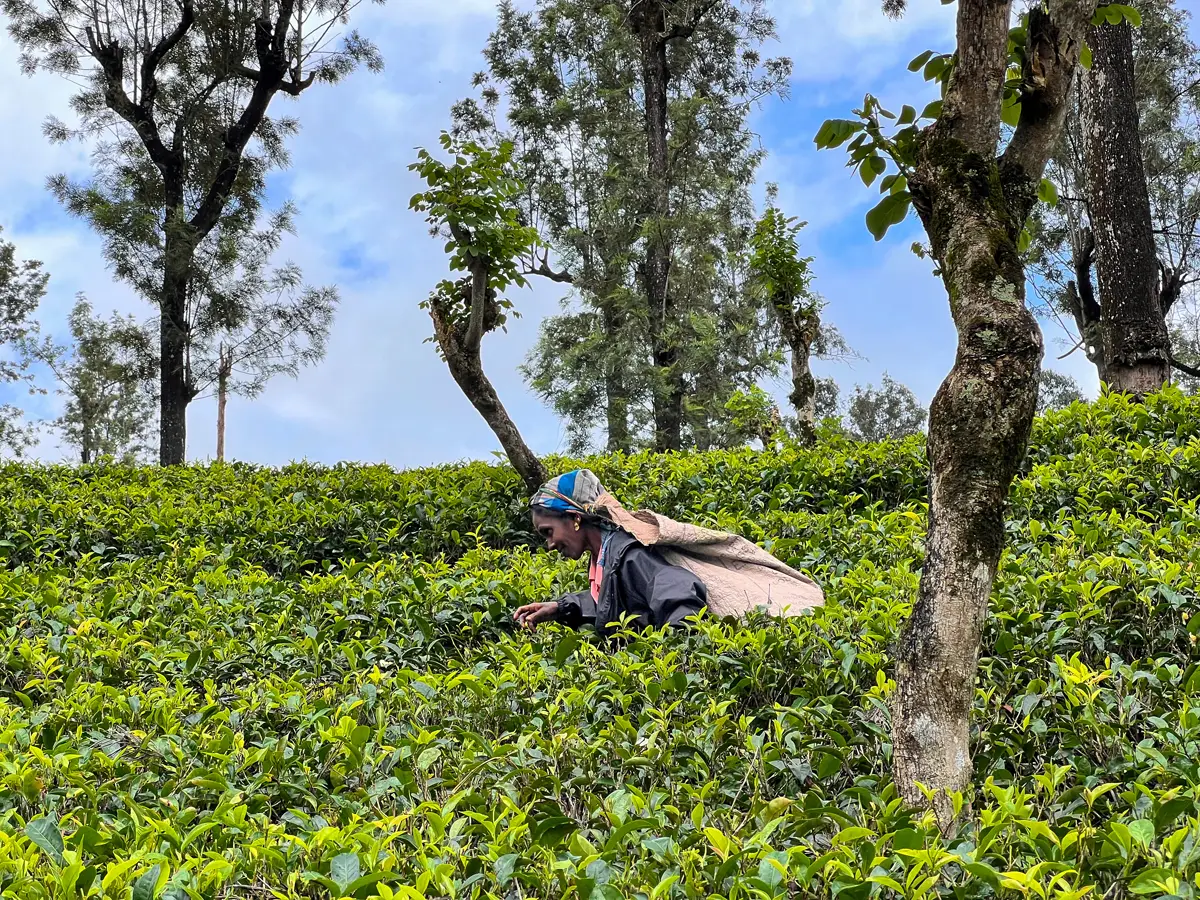 Plantación de Té en Sri Lanka