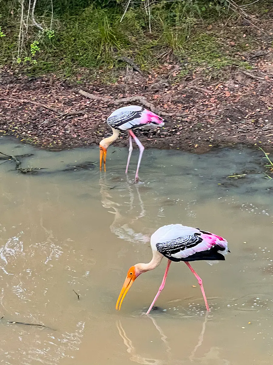 Aves en Wilpattu, Sri Lanka
